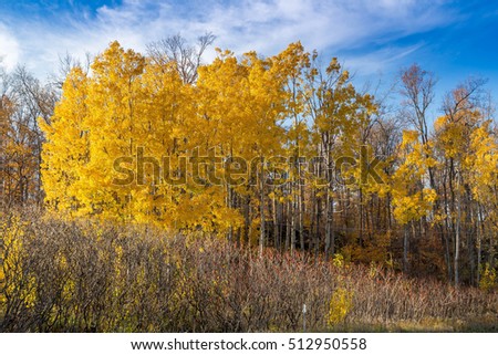 Fall Trees