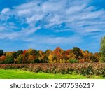 Fall trees with bright red, yellow, orange, and green leaves against a bright blue sky with wispy clouds. Trees are behind a blueberry field and green grass. Autumn landscape