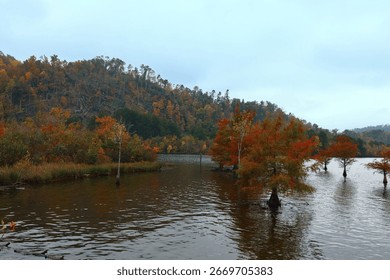 Fall trees in the Ocoee River