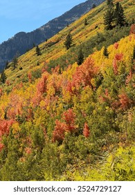 Fall Trees on the Alpine Loop Scenic Drive in the Wasatch Mountains near Sundance in Utah