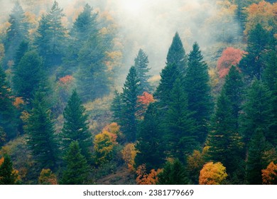 Fall trees and pine forest on mountain with autumn colors in misty fog