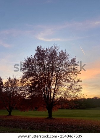 Fall trees at sunset in the Midwest