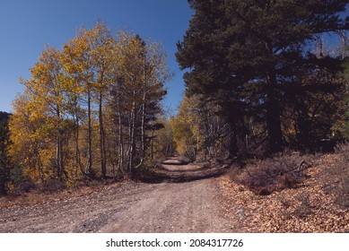 Fall tress along a dirt road - Powered by Shutterstock