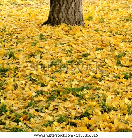 Similar – Gelber Herbst Baum Blatt