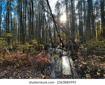 Fall vibes in the forest