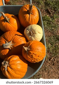 Fall vibes at the pumpkin patch!
