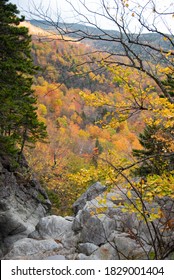 Fall View Into Crawford Notch