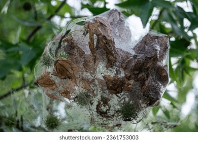 Fall webworms have characteristic webbed nests on the tree limbs