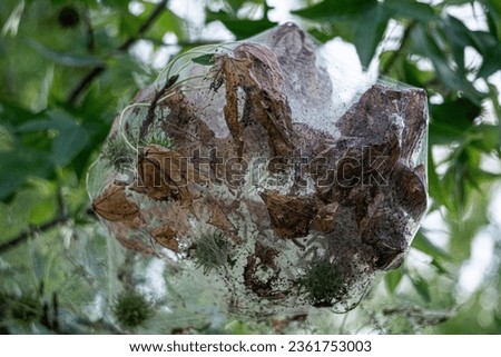 Fall webworms have characteristic webbed nests on the tree limbs