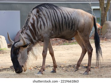 In Fall The Wildebeest Or Wildebai, Also Called The Gnu Is An Antelope Of The Genus Connochaetes. It Is A Hooved (ungulate) Mammal.