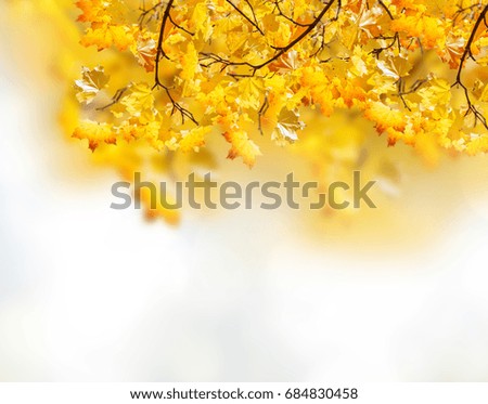 Similar – birch Nature Autumn Tree