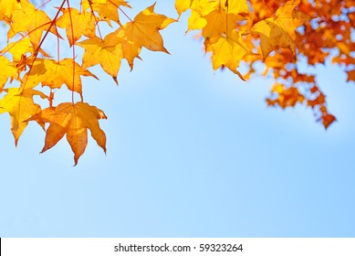 Fall Yellow Maple Leaves In The Blue Sky