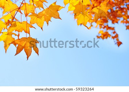 fall yellow maple leaves in the blue sky
