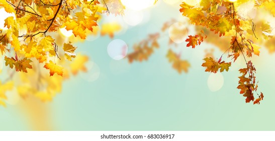 Fall Yeloow And Orange Maple Leaves On Blue Sky Background Banner