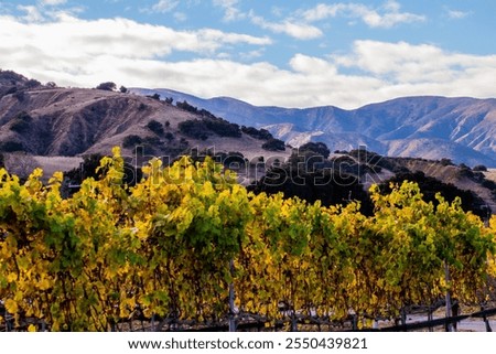 Fallcolored vine leave in a vineyard