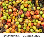 Fallen apples on the ground background. Different colors and conditions of the fruits. Ripe, unripe and rotten apples in the autumn season. Abstract backdrop with natural food. Organic bio waste.