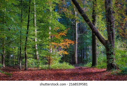 Fallen autumn foliage on a forest path. Forest path in autumn. Forest background - Shutterstock ID 2168539581