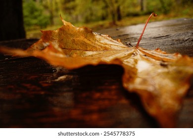 Fallen autumn leaf close-up in forest. Macro shot of a dry leaf on a wooden surface. Autumn nature scene with a fallen leaf in focus - Powered by Shutterstock