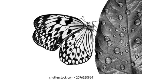 Fallen autumn leaf in drops of water and tropical butterfly black and white isolated on white. Rice paper butterfly. Large tree nymph. White nymph butterfly. - Powered by Shutterstock