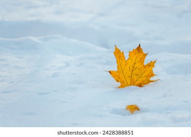 Fallen autumn leaves of Acer (Maples) tree, from the family Sapindaceae, on the snow. Transition between autumn and winter concept. Natural background. - Powered by Shutterstock