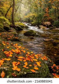 Fallen autumn leaves by a forest stream. Cold creek in autumn forest. Autumn leaves on rock. Autumn forest stream view