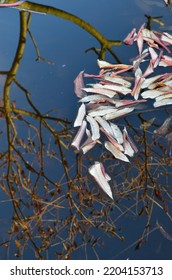 Fallen Autumn Leaves In A Garden Pond With Reflection Of A Tree.