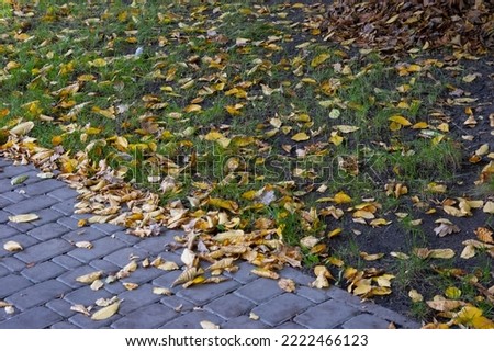 Similar – Foto Bild L wie Laub Umwelt Natur