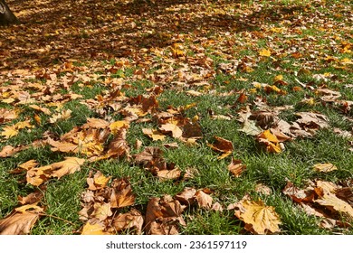 Fallen autumn leaves on the ground, grass in park - Powered by Shutterstock