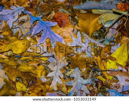 Similar – November blues Oak leaf