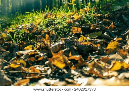 Fallen autumn leaves. Fallen leaves on the ground in the forest. Autumn leaves irradiated by the sun's rays. Forest, season, leaves, autumn, sun rays