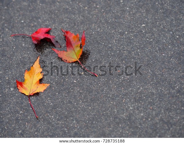 Fallen Autumn Tree Leaves On Wet Nature Stock Image