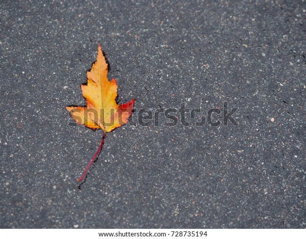 Fallen Autumn Tree Leaves On Wet Stock Photo Edit Now