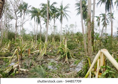 143 Fallen banana trees Images, Stock Photos & Vectors | Shutterstock