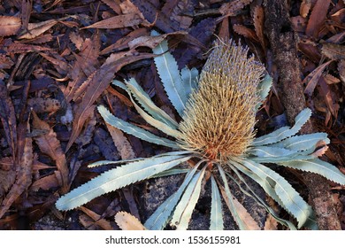 A Fallen Banksia Serrata Flower