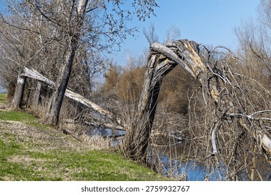 Fallen and bent trees lean over a calm riverbank in early spring, showing weathered trunks, bare branches and natural decay. Quiet rural landscape evokes solitude, resilience and seasonal transition.