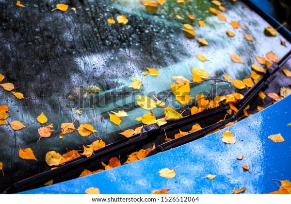 fallen birch\
leaves sticks on ultramarine blue car bonnet and windscreen - close\
up autumn selective focus\
background