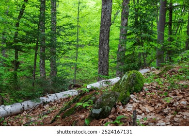 A fallen birch tree lies among moss-covered rocks and vibrant green foliage in the dense forest of Algonquin Park, Ontario. - Powered by Shutterstock