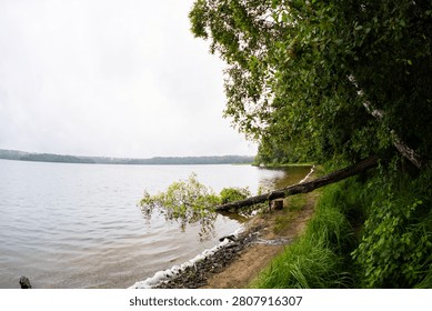 Fallen birch tree trunk leaning over a lake shoreline water, environmental damage or erosion concept