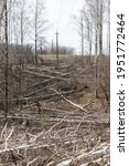 Fallen birch trees in the spring forest. High quality photo