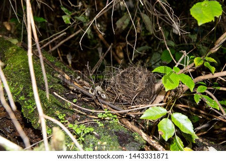 Similar – Foto Bild Two Blackbird chicks in a hidden nest