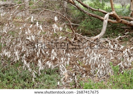 fallen branch of eucalyptus tree with dry leaves