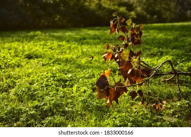 Fallen branch of a tree in a field - Shutterstock ID 1833000166
