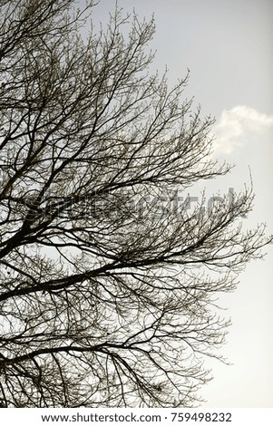 Similar – Image, Stock Photo Tree crown with ivy