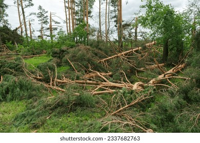 Fallen, broken pine trees in the forest. Effect of hurricane. Storm damage. Shallow depth of field