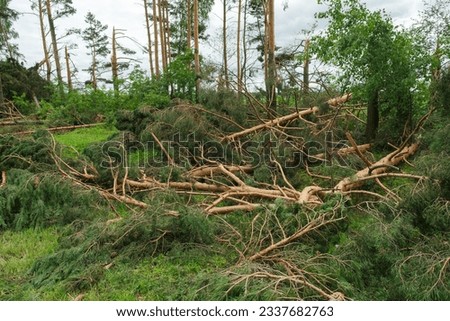 Fallen, broken pine trees in the forest. Effect of hurricane. Storm damage. Shallow depth of field