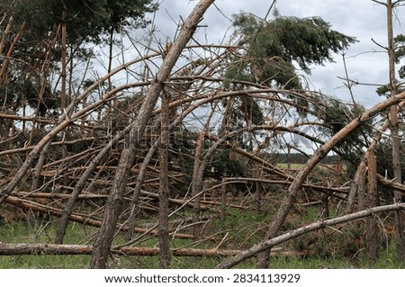Fallen and broken pine trunks overlap in a dense forest after destructive storm winds. Massive windthrow, tangled timber, severe forest damage and hazardous conditions hinder cleanup.