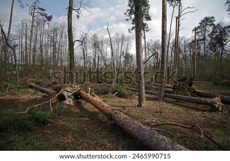 Fallen and broken trees after a hurricane.