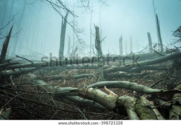 fallen by storm trees in\
forest
