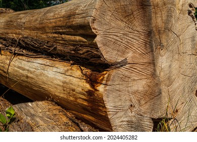 Fallen Cedar Log Showing Growth Rings on Sawn Butt