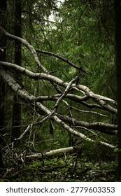 A fallen dead birch tree with bare grey branches lies diagonally across a dense conifer forest. Forest floor with leaf litter and young green plants visible below